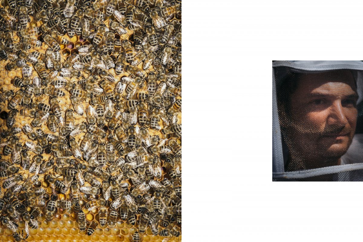 beekeeping - jann höfer photographer